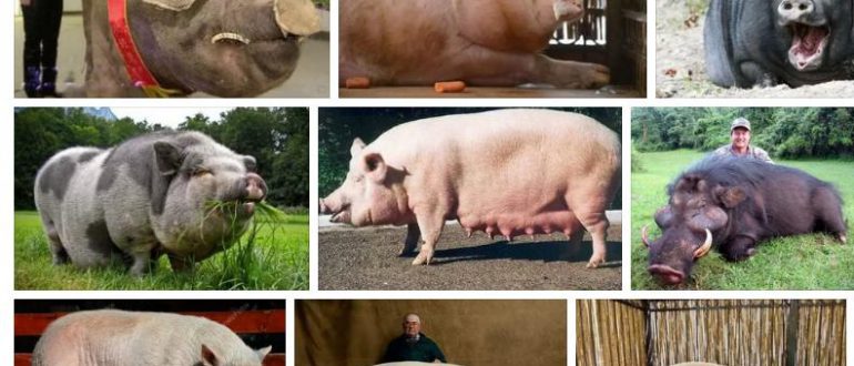 Приснились большие свиньи - толкование сна по сонникам